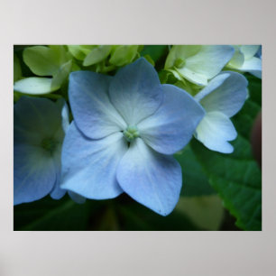 Hydrangea in Bloom Poster