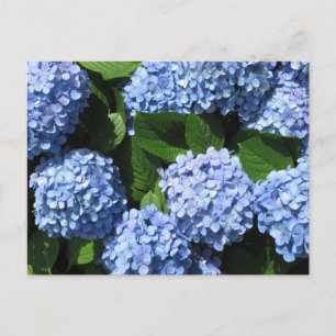 Hydrangea: Japan Postcard