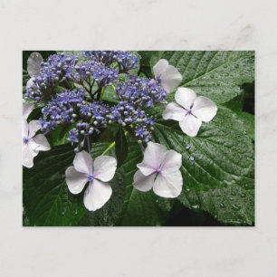 Hydrangea: Japan Postcard