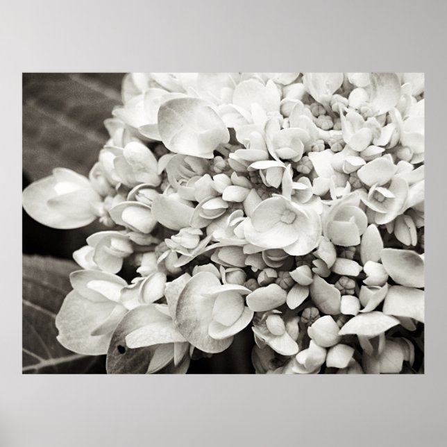 Hydrangea Macro Black and White Photography Poster (Front)