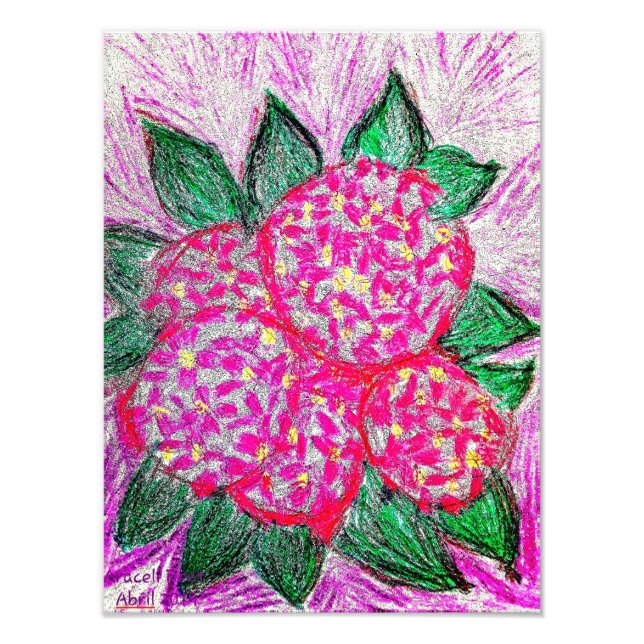 Hydrangea macrophylla photo print (Front)