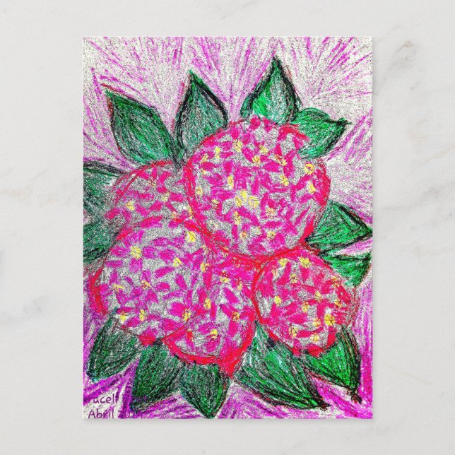 Hydrangea macrophylla postcard (Front)