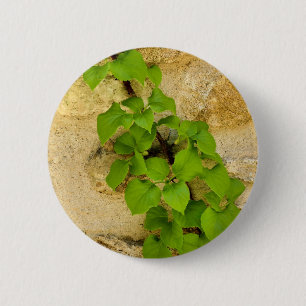 Hydrangea petiolaris Badge 2 Inch Round Button