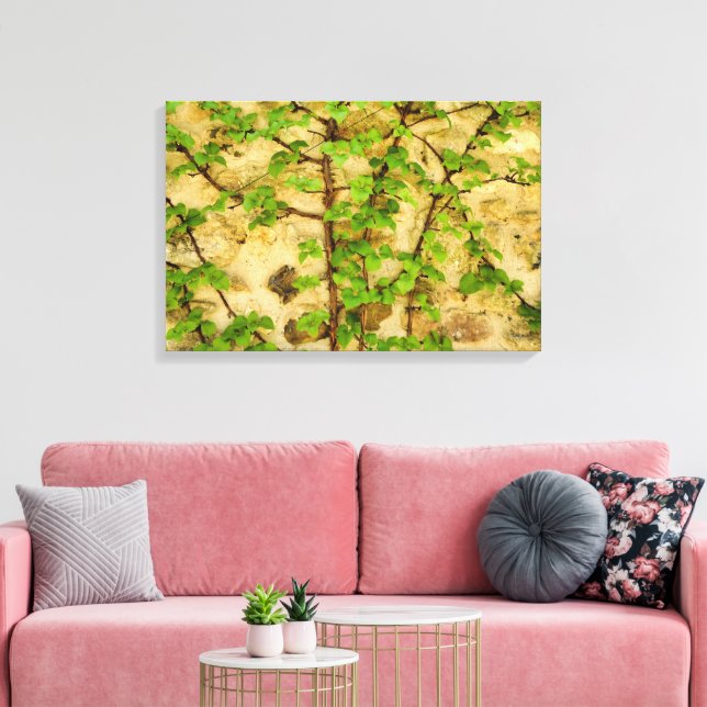 Hydrangea petiolaris canvas print (Insitu(LivingRoom))