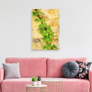 Hydrangea petiolaris canvas print
