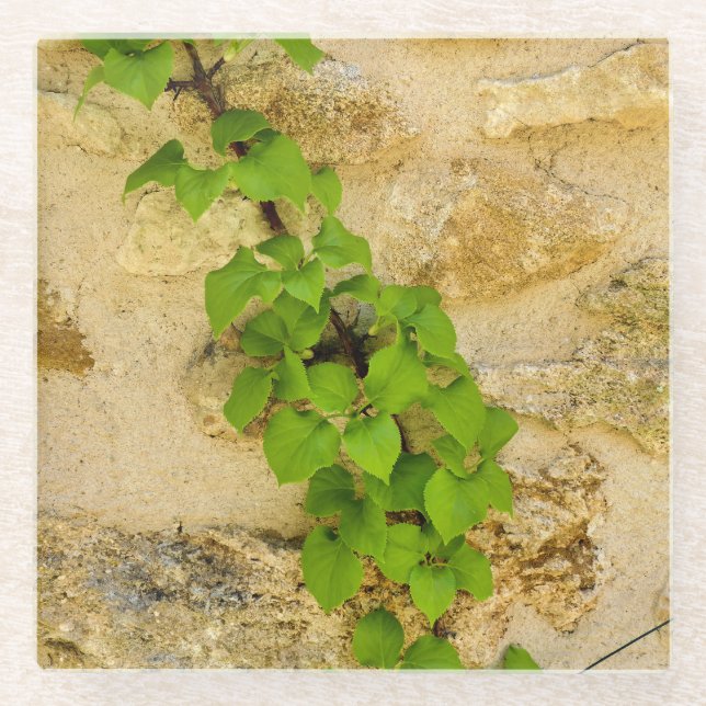 Hydrangea petiolaris glass coaster (Front)