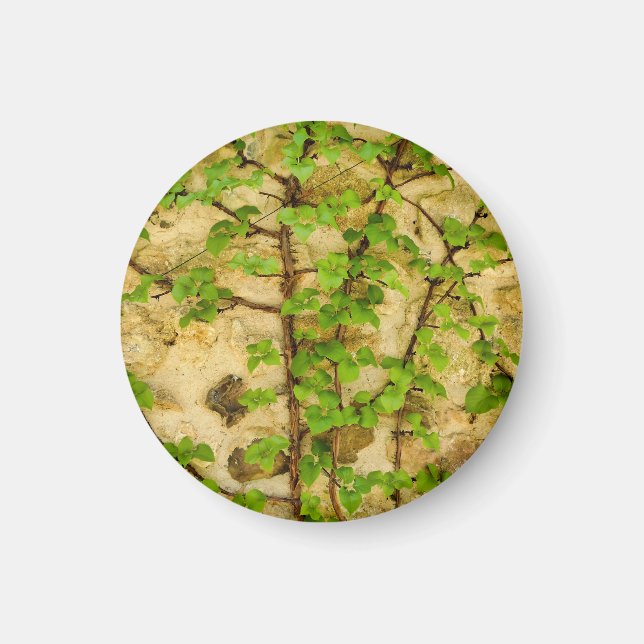 Hydrangea petiolaris magnet (Front)