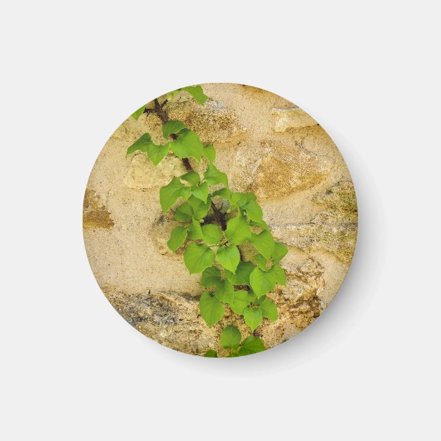Hydrangea petiolaris magnet (Front)
