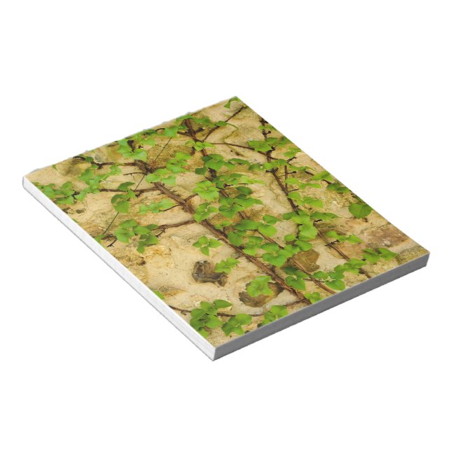 Hydrangea petiolaris notepad (Angled)