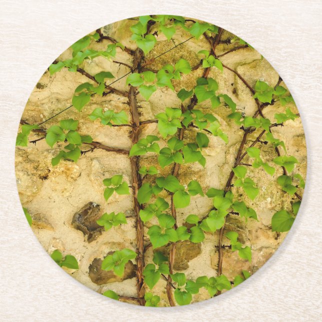 Hydrangea petiolaris round paper coaster (Front)