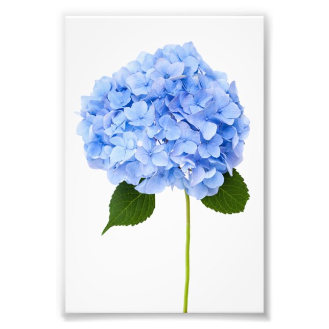 Hydrangea Photo Print (Front)