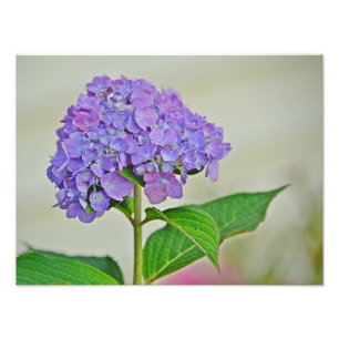 Hydrangea Photo Print