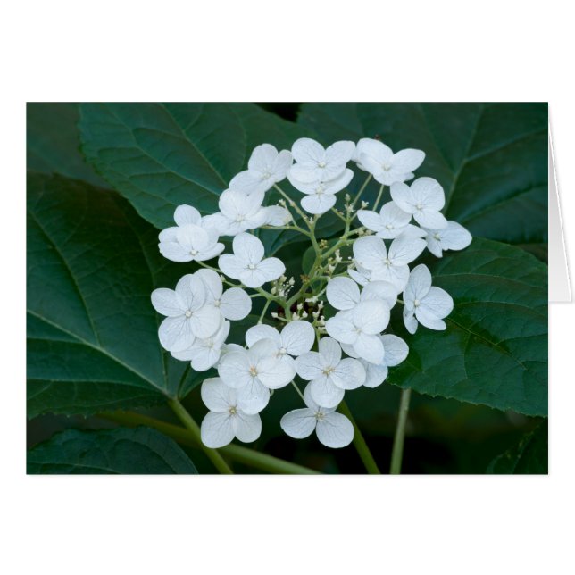 Hydrangea Plante et fleurs (Devant Horizontal)
