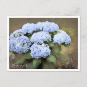 Hydrangea Postcard