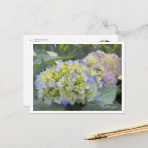 Hydrangea Postcard