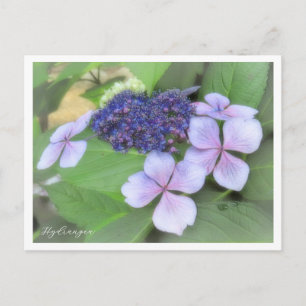 Hydrangea Postcard