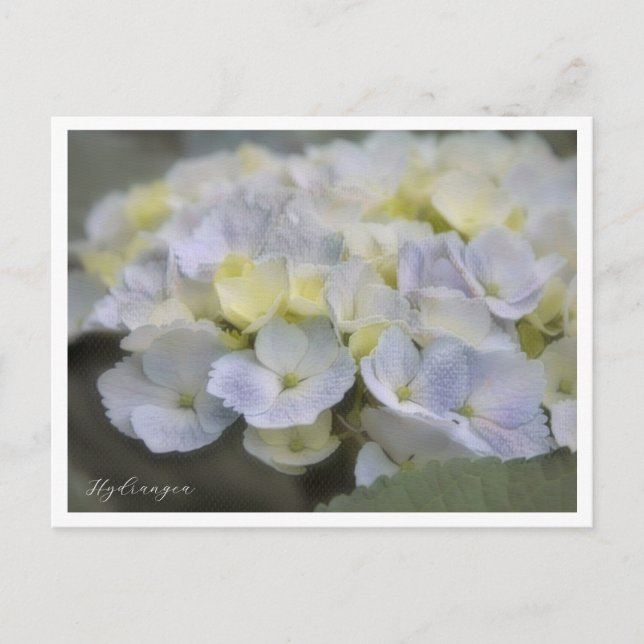 Hydrangea Postcard (Front)