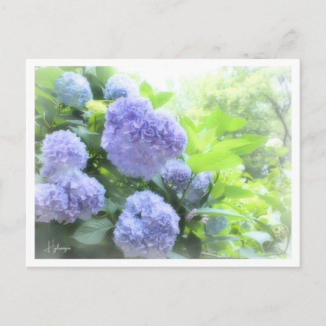 Hydrangea Postcard (Front)