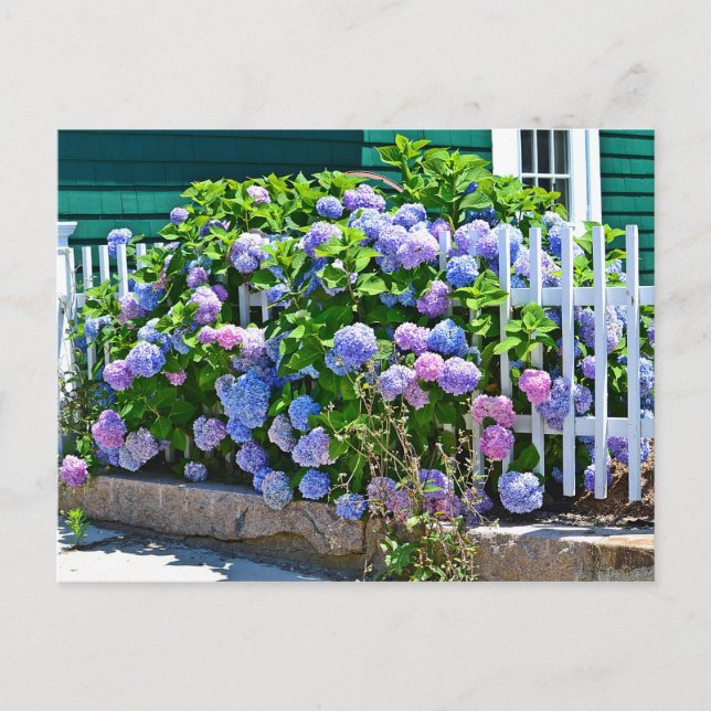 Hydrangea Postcard (Front)