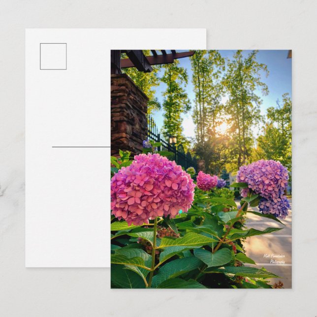Hydrangea Postcard!   Postcard (Front/Back)