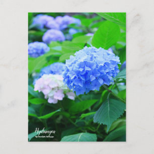 Hydrangea :Postcard Postcard