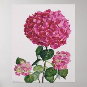 Hydrangea Poster