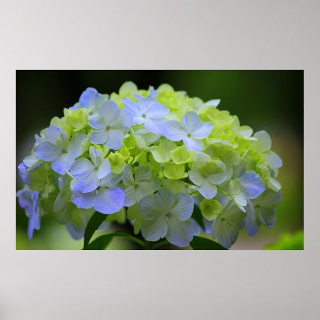 Hydrangea Poster (Front)