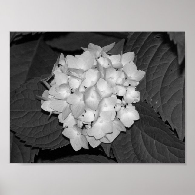 Hydrangea Poster (Front)