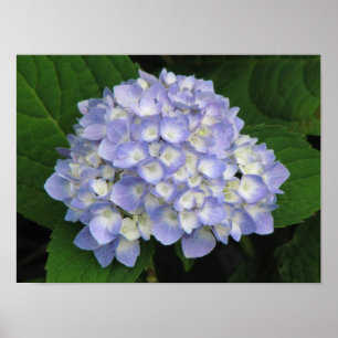 Hydrangea Poster