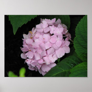 Hydrangea Poster
