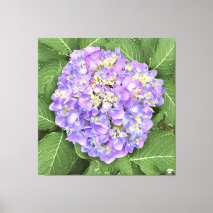 Hydrangea - Purple - Canvas Print