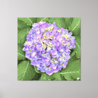 Hydrangea - Purple - Canvas Print