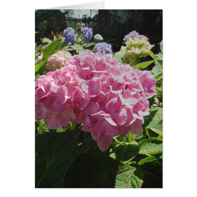 Hydrangea rose (Devant)