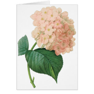 Hydrangea Rose Vintage Hortensia par Redoute