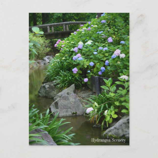 Hydrangea Scenery：Postcard Postcard (Front)