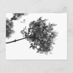 Hydrangea Seed Head Postcard