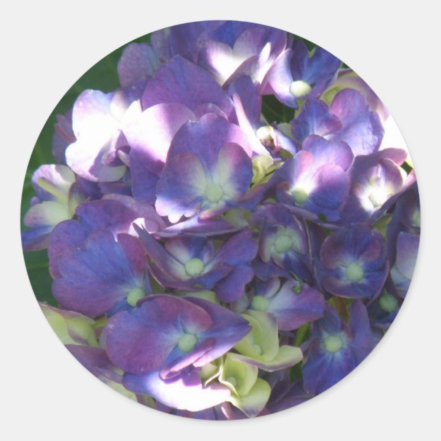Hydrangea Stickers (Front)