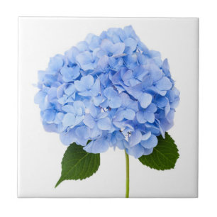 Hydrangea Tile