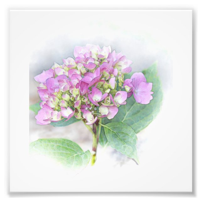 Hydrangea Vignette Photo Print (Front)