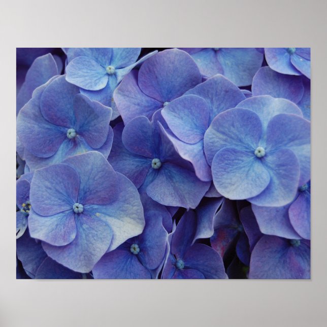 Hydrangea Zoom Poster (Front)
