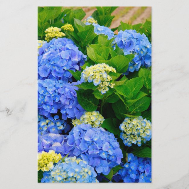 Hydrangeas (Front)