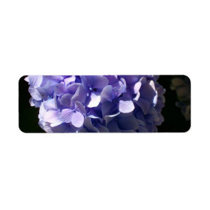 Hydrangeas