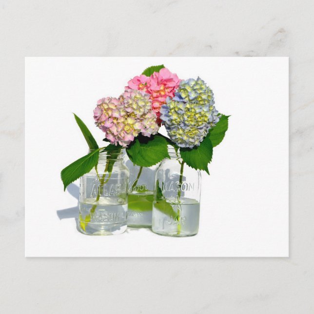 Hydrangeas and Mason jar Postcard (Front)