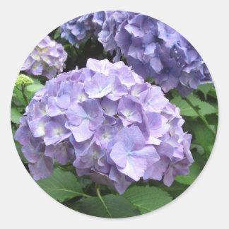 Hydrangeas at Trebah Gardens, Cornwall Classic Round Sticker