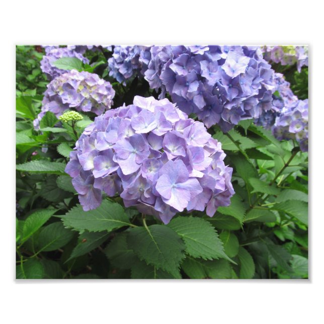 Hydrangeas at Trebah Gardens, Cornwall Photo Print (Front)