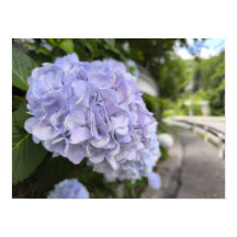 Hydrangeas by the Roadside – Nature Photography