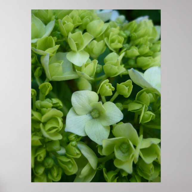 Hydrangeas in Green Poster (Front)
