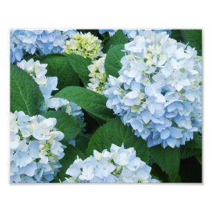 Hydrangeas Photo Print