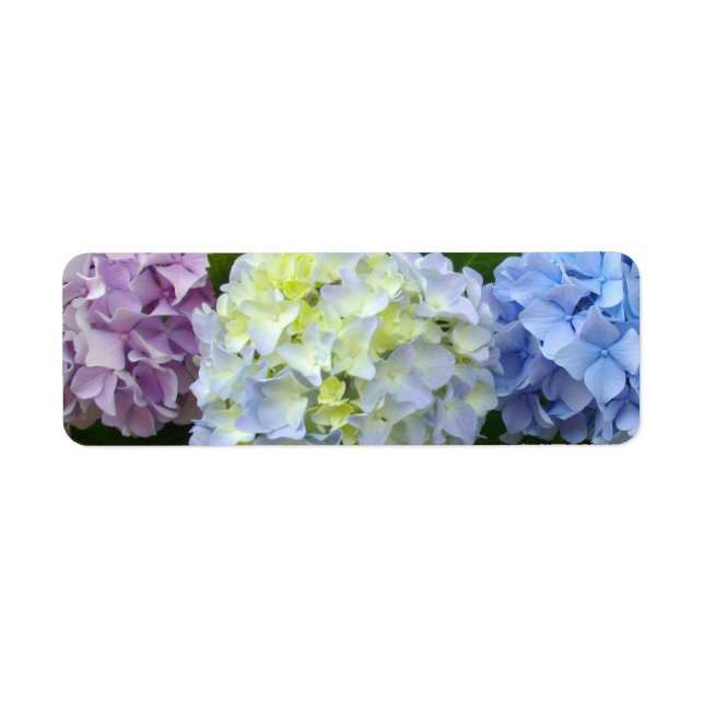 Hydrangeas pink purple blue (Front)
