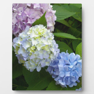 Hydrangeas Plaque